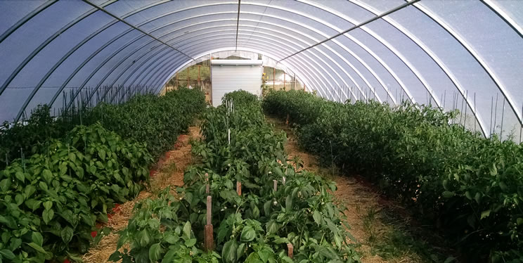 High tunnel hoop house.